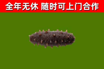 蓬安县回收海参干